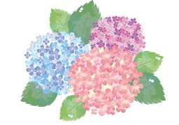 Juneのイラスト