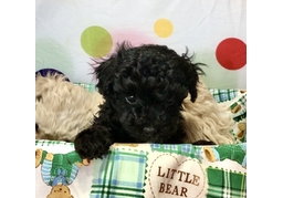 adorableのイラスト