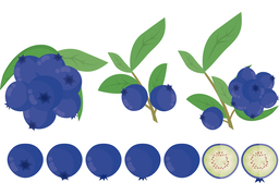blueberryのイラスト
