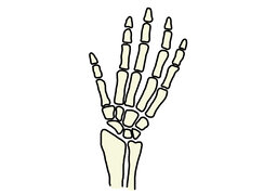 boneのイラスト