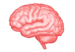 cortexのイラスト