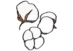 cottonのイラスト
