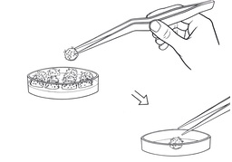 decantのイラスト