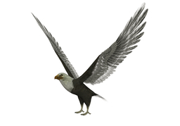 eagleのイラスト