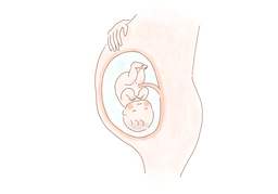 embryoのイラスト