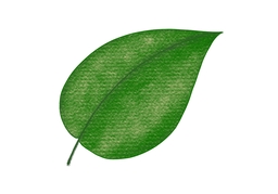 foliageのイラスト
