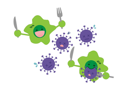 immunityのイラスト