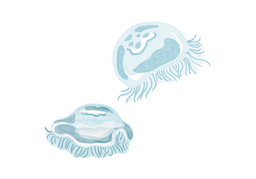 invertebrateのイラスト