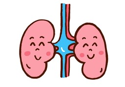 kidneyのイラスト