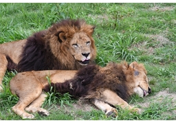 lionのイラスト