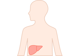 liverのイラスト