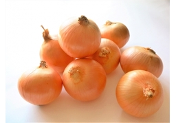 onionのイラスト