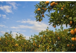 orchardのイラスト