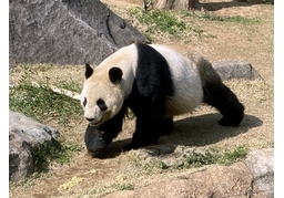 pandaのイラスト
