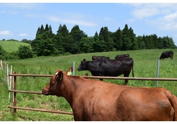 pastureのイラスト