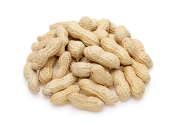 peanutのイラスト