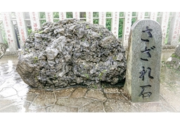 perennialのイラスト