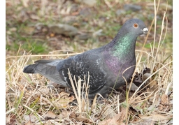 pigeonのイラスト