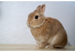 rabbitのイラスト