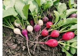 radishのイラスト