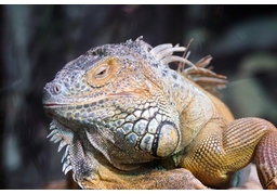 reptileのイラスト