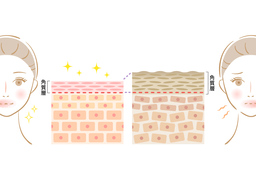 skinのイラスト