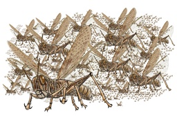 spateのイラスト