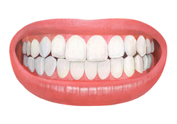 teethのイラスト