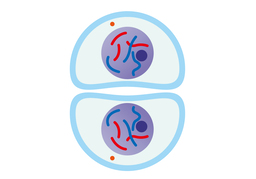 tissueのイラスト