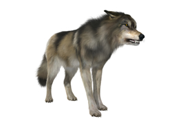 wolfのイラスト