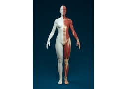 anatomyのイラスト