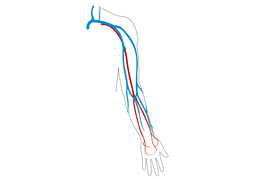 arteryのイラスト
