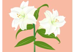 blossomのイラスト