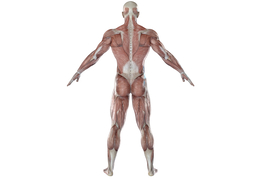 bodyのイラスト