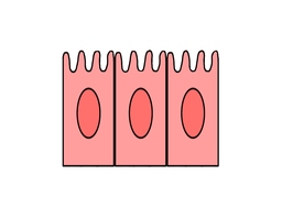 cellのイラスト