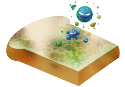 erodeのイラスト