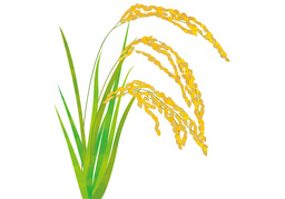 grainのイラスト