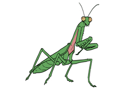 insectのイラスト