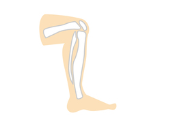 kneeのイラスト