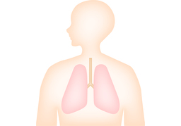 lungのイラスト
