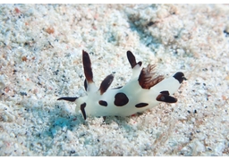 peculiarのイラスト