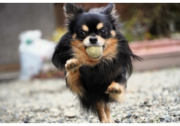 retrieveのイラスト