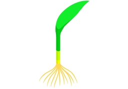 rootのイラスト