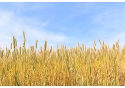 thriveのイラスト