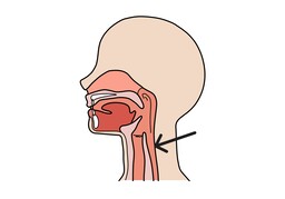 throatのイラスト