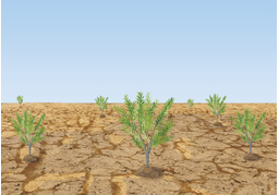 wildernessのイラスト