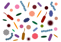 bacteriaのイラスト