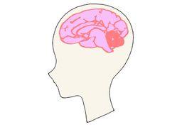 brainのイラスト