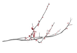 branchのイラスト