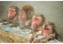 monkeyのイラスト